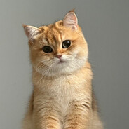 Avatar of voidthorne