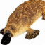 GordiGordi