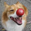 NaughtyDoge