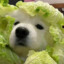 菜狗