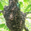 10,000 Bees on Meth (Unhelpful)