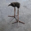 PUKEKO