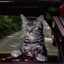 Toonces