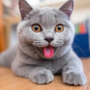Мандарин avatar