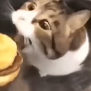 小猫，你可以吃芝士汉堡