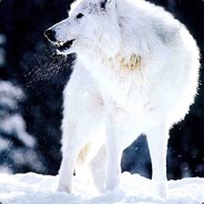 SnoWolf