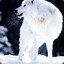 SnoWolf