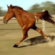 horse