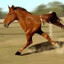 horse