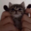 MeoW