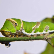 薄纱皮卡丘的绿毛虫