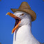 Salty Seagull