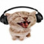 guitar cat