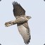 goshawk235