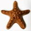 Chocolate Starfish