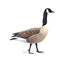 Canada Goose Facts