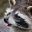 Racoon Pimp