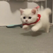 我彩虹独角兽呢