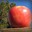 Honeycrisp