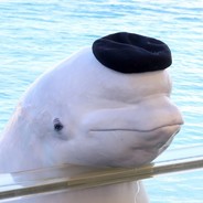 Beluga asesina