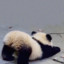 皮皮怪