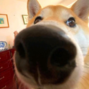 再喝奶茶我是狗