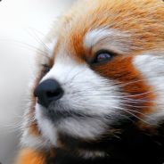 Wild Arms - steam id 76561197963143128