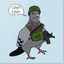 Pigeon