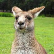Kangaroo