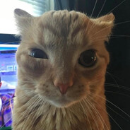 Bonk avatar