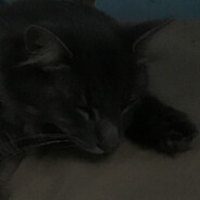 Mr_ThomasTheCat avatar