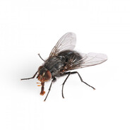 ATMACA