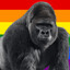 The Gay Gorilla