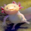 Axolotl