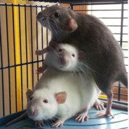 Dave's 3 Crudely Stacked Rats