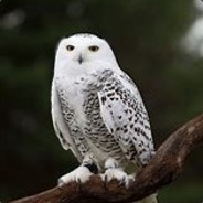 -GoV- The Disapproval Owl