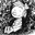 atollenihmw's Avatar