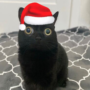 kittyQ
