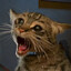katpoes_TTV