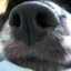 dog nose