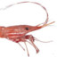 OneShrimpyBoi