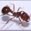 ant