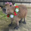 capybara&lt;3