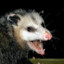 OwesomeOpossum