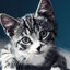 котик(баш)