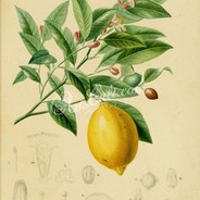 simonsazerac