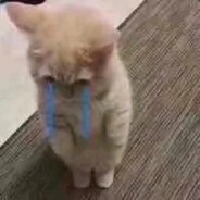 您算哪条小锦鲤