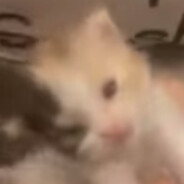 Usman Abdel Jallil Shisha