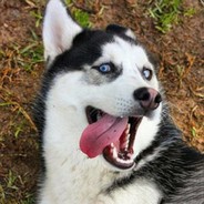 期待与拧檬的结合