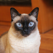 牛牛想学飞盘子